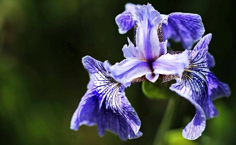 Beautiful Flowers blooming blossom photo