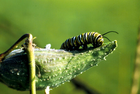 Monarch caterpillar-7