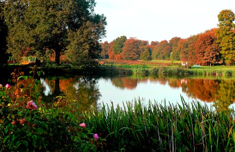 Mirroring trees roses photo