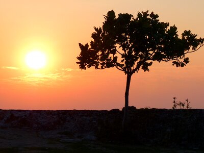 Sun tree romance