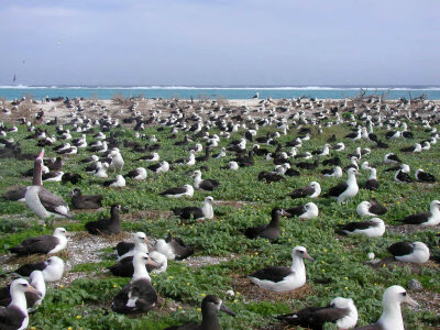 Albatross Nesting photo