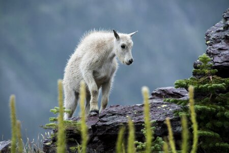 Looking white fur