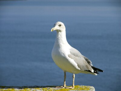 Seagull bird sea photo