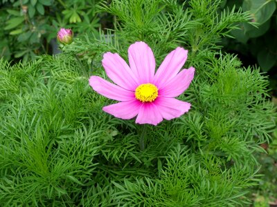 Cosmos pink igroen