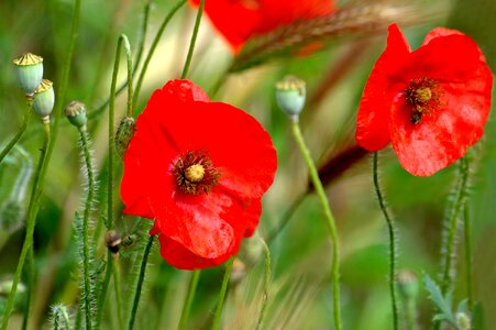 Poppies nature pre photo