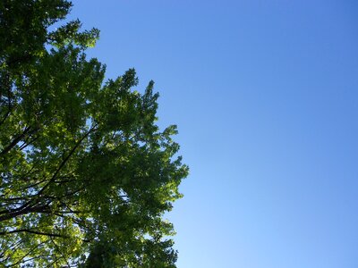 Leaves leafy blue sky photo
