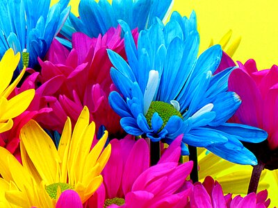 Bloom petals nature