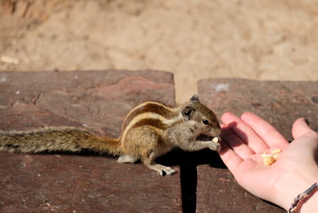 Chipmunk Eating from Tourist Hand photo
