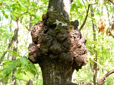 Trunk rough forest
