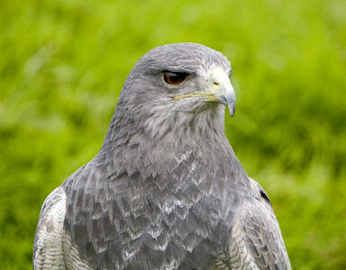 Grey Hawk closeup photo