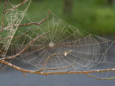 Insect design geometry photo