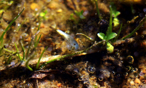 San Diego fairy shrimp-1