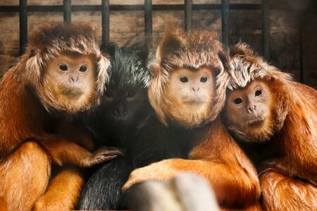 Hair mammal monkey