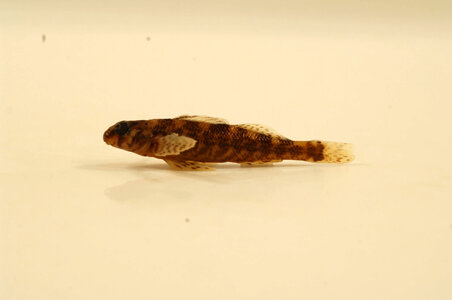 Etheostoma histrio