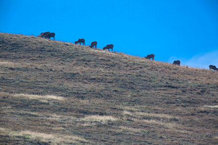 Bighorn sheep in distance
