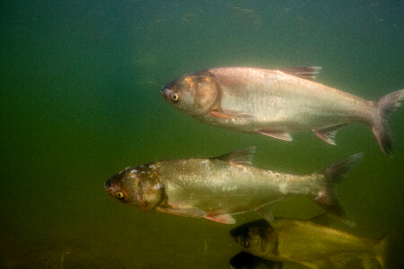 Silver carp-3 photo