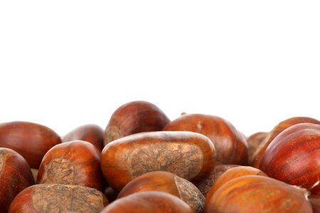 Chestnut fall food