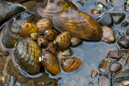 Endangered freshwater mussels-1