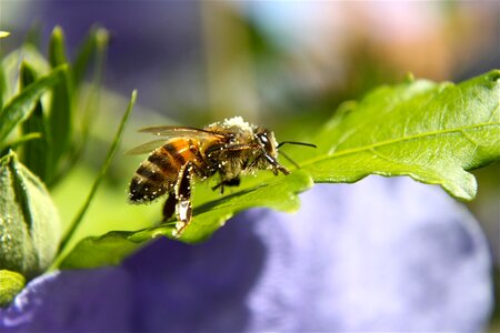 Insect bush macro