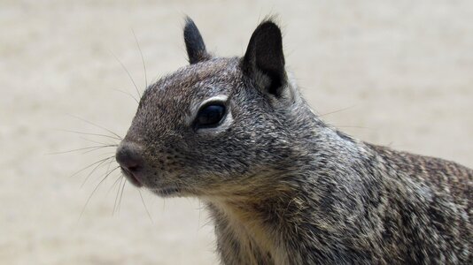 Animal wildlife wild