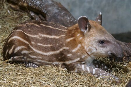 Animal baby brown photo