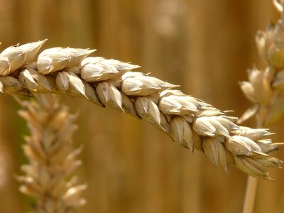 Grain field wheat field