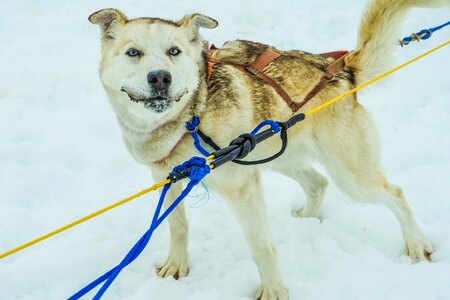 Sled dog sledding photo