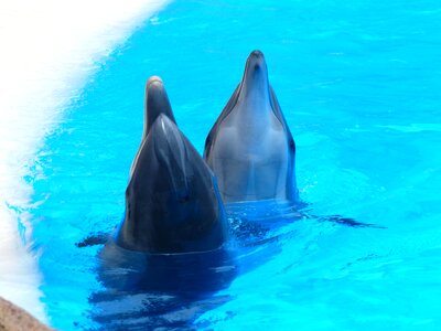 Animal daylight dolphin photo