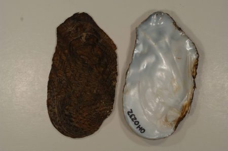 Tritogonia verrucosa-4