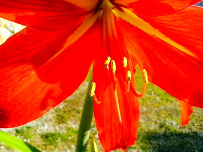 Amaryllis blooming close-up