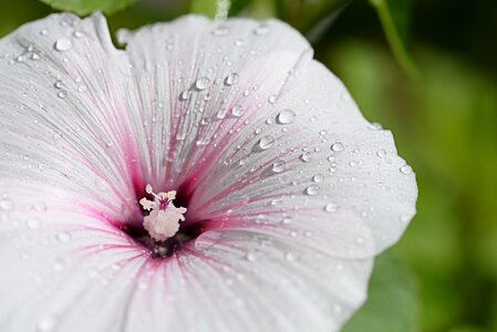 Flower white bloom photo