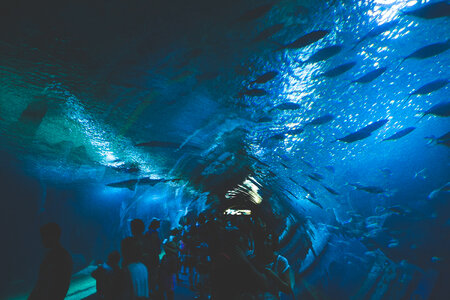 Under Aquarium Fish photo