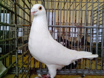 Bird dove feather photo