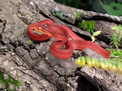 Constrictor wildlife reptile photo