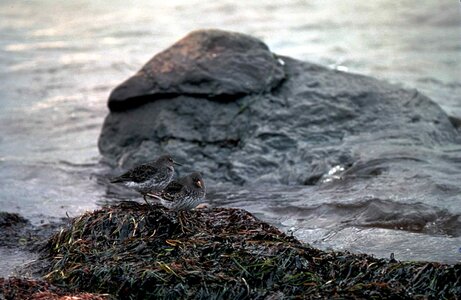 Couple rock Scolopacidae