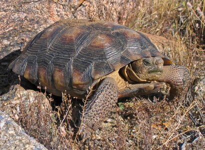 Desert desert tortoise tortoise photo