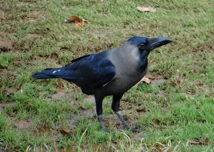 Indian greynecked crow india fly photo
