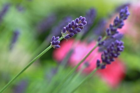 Bloom flower violet photo