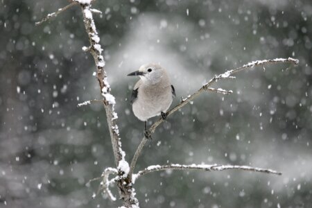 Snow winter wildlife photo