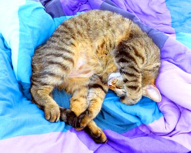 Sleep tired tabby portrait photo