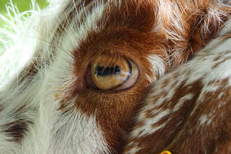 Eye close up animal photo