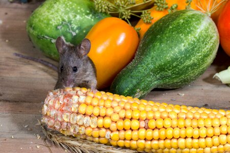 Nager animal portrait vegetables