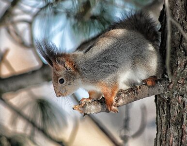 Fox squirrel huddled on a tree photo