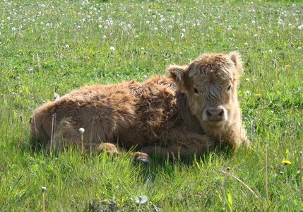 Cattle scottish highland cattle calf