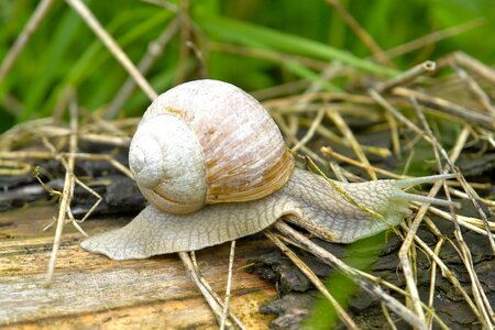 Sneak reptile shell