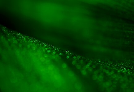 Leaf veins nature dark green