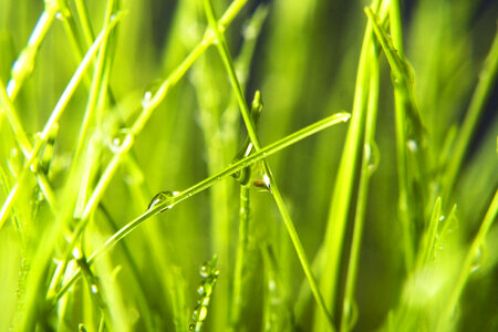 Wet grass photo