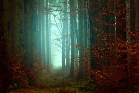 Beech Forest in Autumn photo