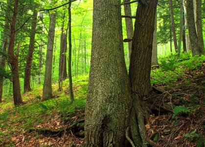 Bark branch ecology