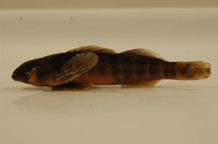 Etheostoma osburni-1